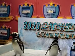 -海合安武汉极地海洋公园