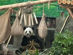 -灵玲国际马戏城