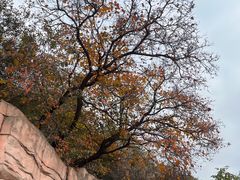 -北京西山国家森林公园