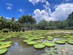 -中国科学院西双版纳热带植物园