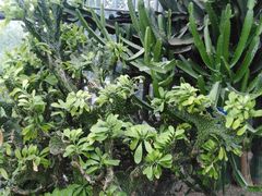 -南山植物园