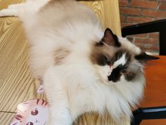 -豆逗聊愈猫阁Easy Life