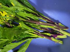 红脚芥兰-盒马鲜生(曜一城店)