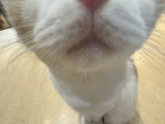 -藏猫猫咖啡主题馆(中央大道店)