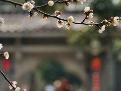 -无锡梅园公园