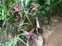 -呀路古热带植物园