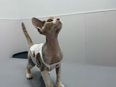 -宠物星动物医院·眼科·异宠·猫科(江南大道总院)