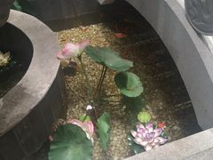 -淮扬楼(文港路店)