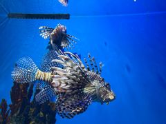 -海合安武汉极地海洋公园