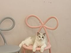-猫咪派对(江南西店)