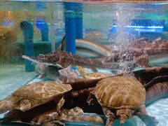 -阿伟海鲜楼·福建菜(延寿店)