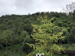 -青城山六善酒店·紫氣園中餐厅