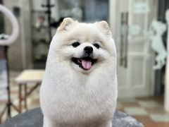 -鑫艺宠物美容培训学校