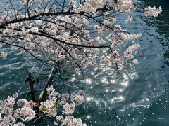 -井之头恩赐公园