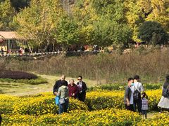 -千年银杏谷文化旅游区