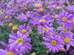 -大妙火锅·非物质文化遗产(东湖公园店)