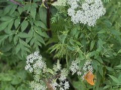 -五营红松林海景区