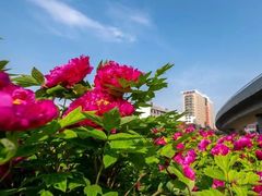-洛阳市隋唐城遗址植物园