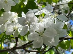 -海棠花溪(元大都城垣遗址公园)