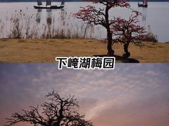 -香雪海