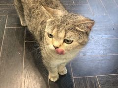 -猫色咖啡·猫咖