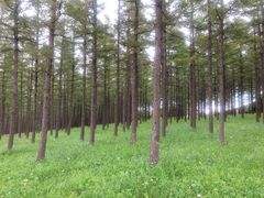 -塞罕坝国家级自然保护区