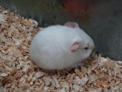 DSC00680-上海大自然野生昆虫馆