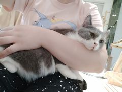 -momokira米努特·德文卷毛猫·棉花面纱犬