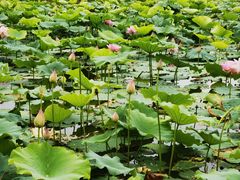 -白塘生态植物园