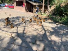 -重庆雨台山风景区