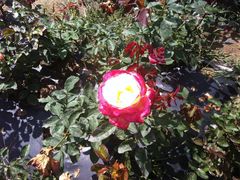 -北纬44度·金珠花海休闲农业旅游景区