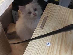-Bastet sally猫舍购宠(静安店)