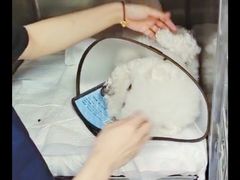 -爱侣宠医·鹦鹉专科·小型哺乳类·异宠专科(灵石路店)