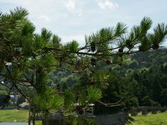 -庐山风景区花径公园