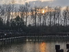 -合肥滨湖国家森林公园