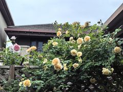 -小六农家乐(崇明西沙湿地店)