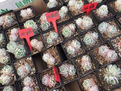 -龙大花卉苗木市场