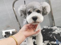 -宠福鑫康馨动物医院·骨科·眼科