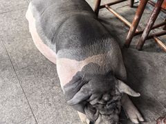-小小饭店·休闲农庄·安吉松树林里的农家菜