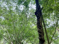 -中国科学院西双版纳热带植物园