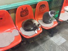 -猫咪博物馆(顶澳仔猫街店)