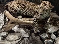 -陕西自然博物馆