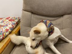 -柴迷FANS CLUB·柴犬狗咖·猫咖