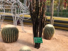 -南宫五洲植物乐园