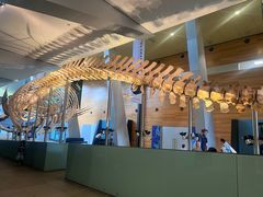 -墨尔本博物馆(Melbourne Museum)