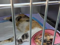-嘉馨宠物医院·CT影像转诊·心脏科·犬猫全科诊疗中心(下沙大学城院区)