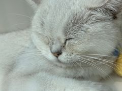 -怪兽屋·羊驼·猫咖·狗咖(俊华广场店)