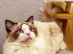 -滚猫咖啡·猫咖·猫友好撸猫(未来城店)