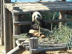 -西霞口神雕山野生动物世界