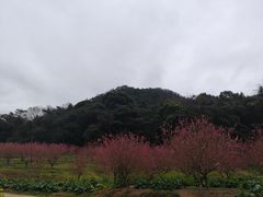 -广州市石门国家森林公园